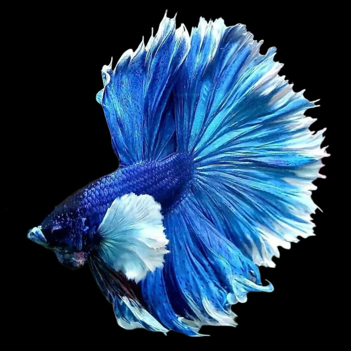 Male betta Royal blue dumbo ear halfmoon