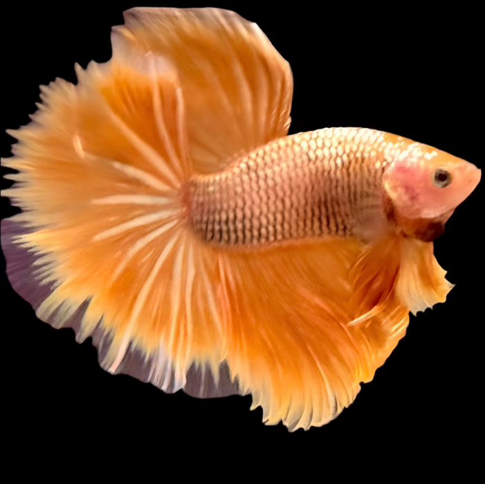 Super Yellow Gold Halfmoon Rosetail Male Betta