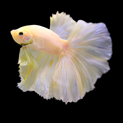 Super Yellow Gold Halfmoon Rosetail Male Betta