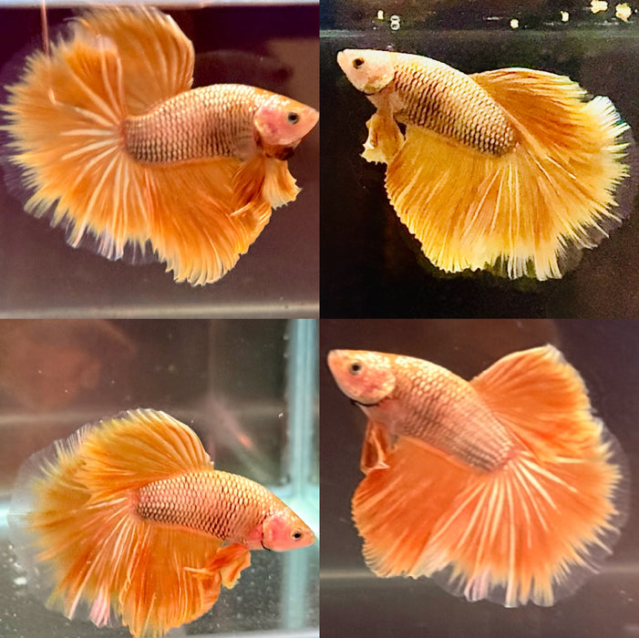 Super Yellow Gold Halfmoon Rosetail Male Betta