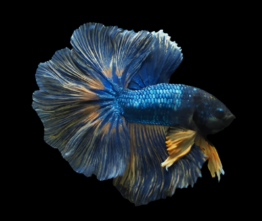 male halfmoon betta mustard gas