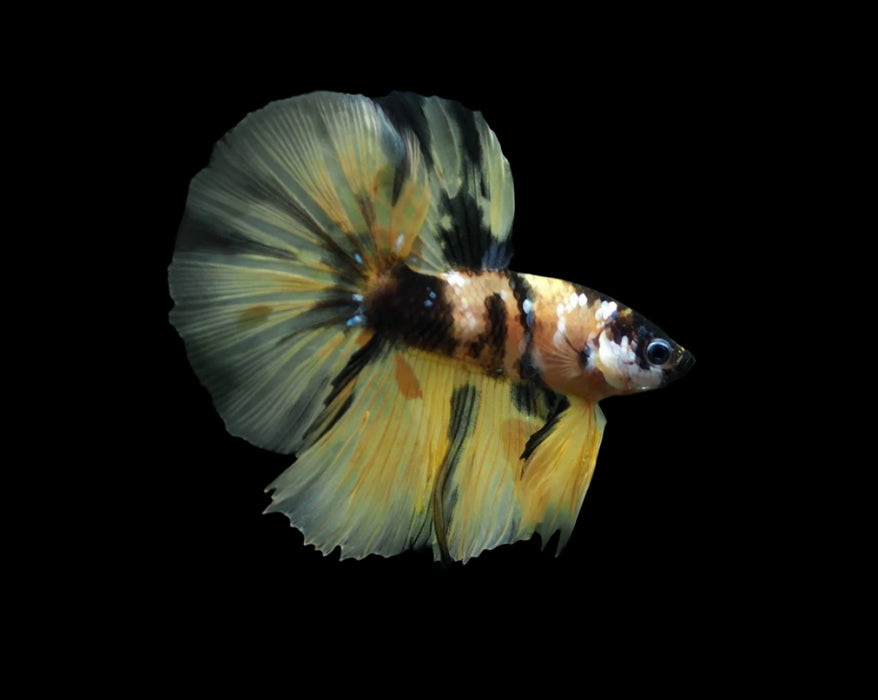 yellow koi/marble
yellow and black (bumble bee)