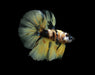 yellow koi/marble
yellow and black (bumble bee)