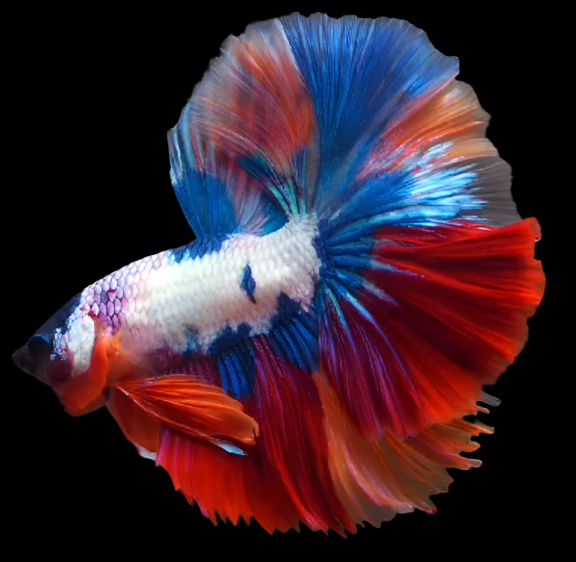 Marble Candy Halfmoon Rosetail Male Betta