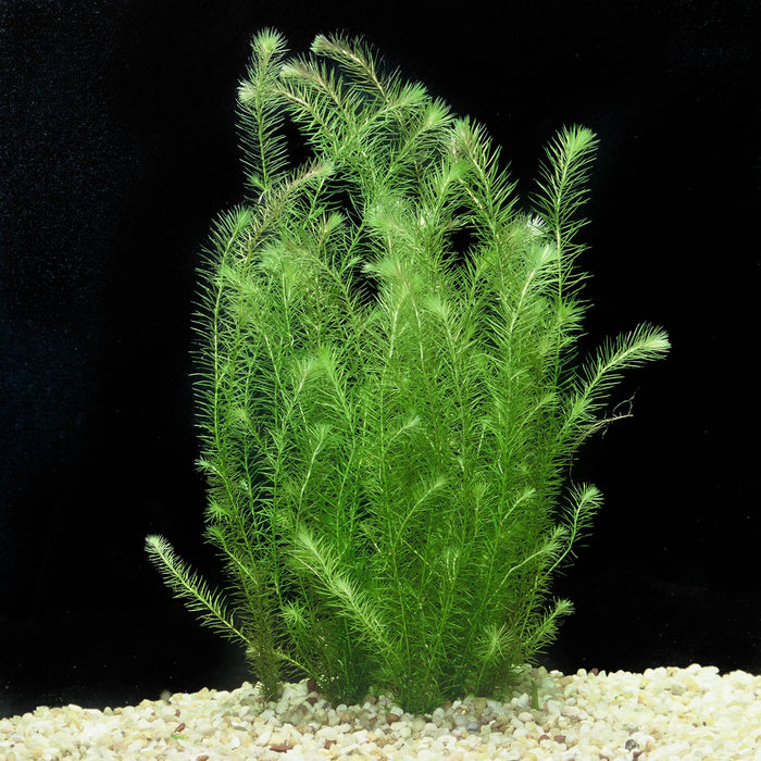 Mayaca Fluviatilis/Stream Bogmoss POT