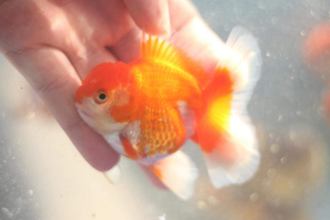 (NNN-1017) Live Fancy Goldfish Thai Red/White Orchid Tail Oranda 2.00 inch Body  Our Choice