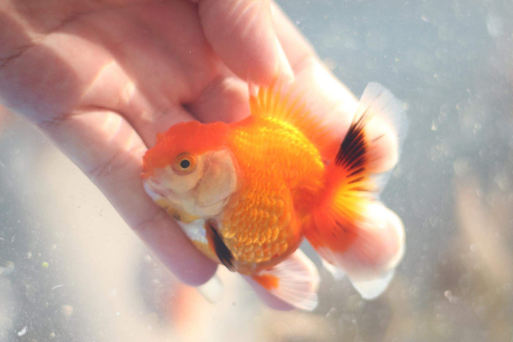 (NNN-1017) Live Fancy Goldfish Thai Red/White Orchid Tail Oranda 2.00 inch Body  Our Choice