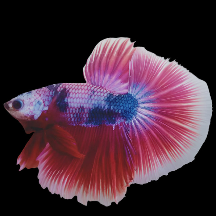 Male Betta Fish - MARBLE PINK TONE HALFMOON (CBM-1080) Our Choice BUY 4 GET 1 FREE MIX & MATCH