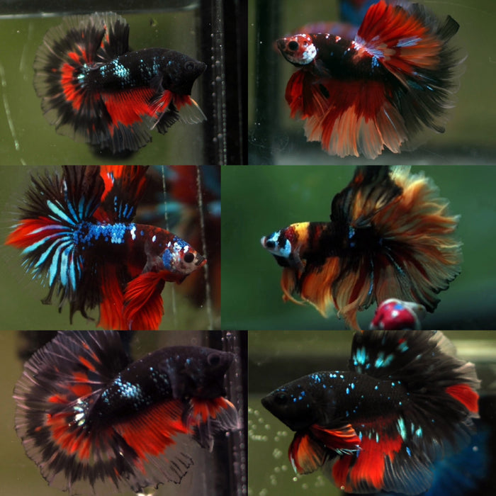 Mixed Color Black Koi Galaxy Halfmoon Male betta 