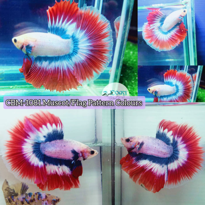 Muscot and flag pattern halfmoon male betta