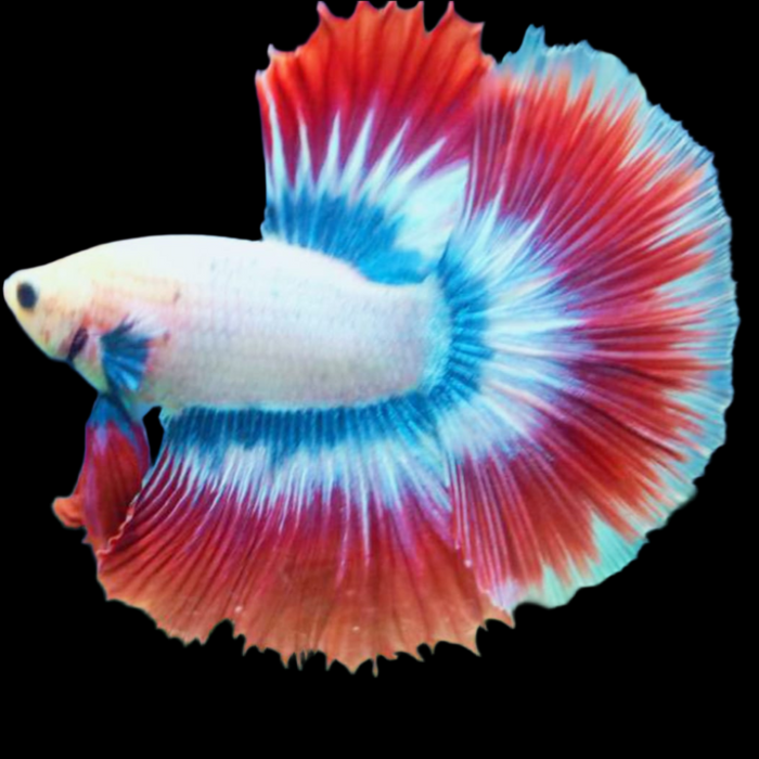 Male Betta MUSCOT & FLAG PATTERN COLOR HALFMOON (CBM-1081) Our Choice BUY 4 GET 1 FREE MIX & MATCH