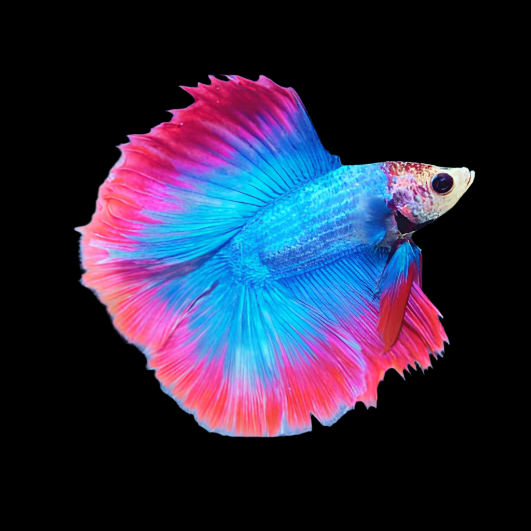 Muscot flag pattern double Tail Male Betta