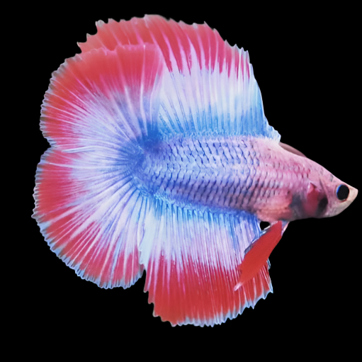 Muscot flag pattern double Tail Male Betta