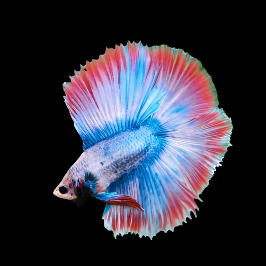 Muscot flag pattern double Tail Male Betta