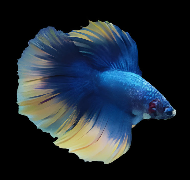 Bi Color Yellow Fancy Halfmoon Rosetail Male Betta Show Grade