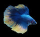 Bi Color Yellow Fancy Halfmoon Rosetail Male Betta Show Grade