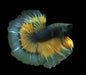 Mustard gas Butterfly OverHalfmoon Male Betta