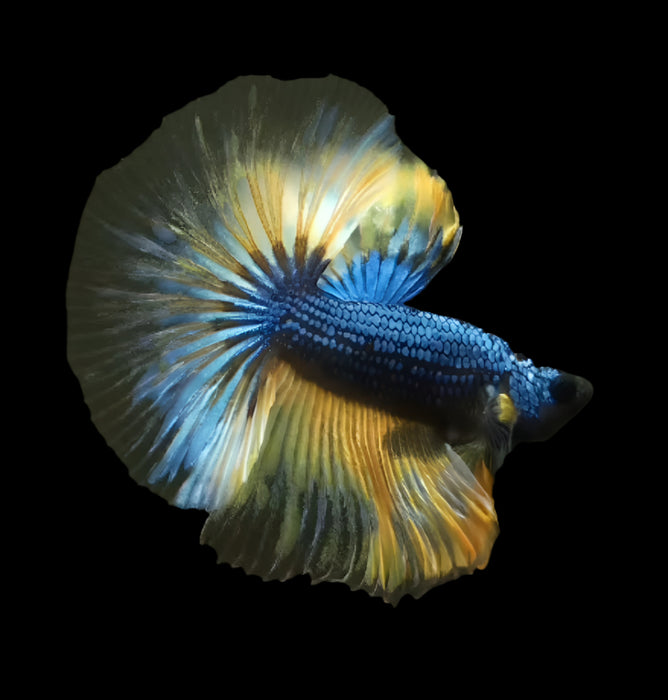 mustard blue and yellow male betta