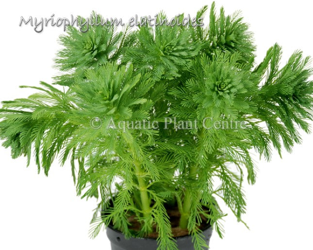 Myriophyllum Elatinoides BUNCH