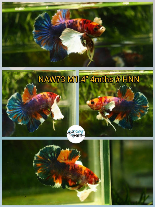 Live Betta Fish Male Dumbo Plakat Candy Nemo Koi (NAW-73)