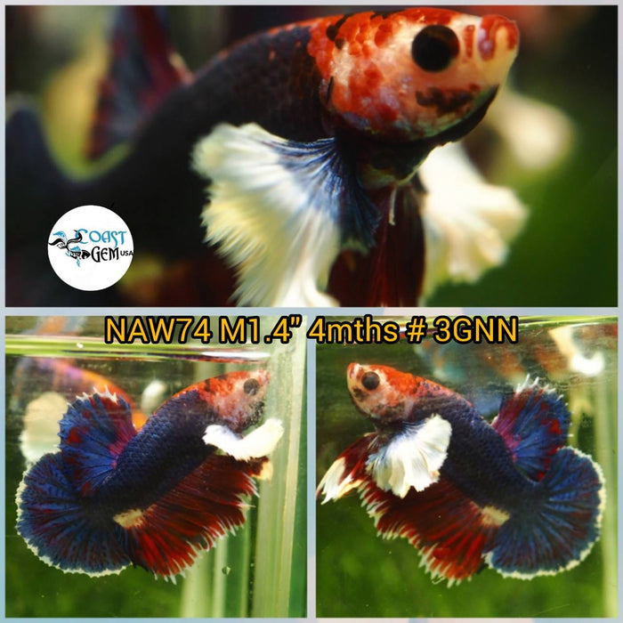 H Live Betta Fish Male Dumbo Plakat Koi Blue (NAW-74)