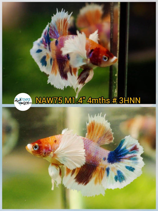 H Live Betta Fish Male Dumbo Plakat Candy Nemo Koi (NAW-75)