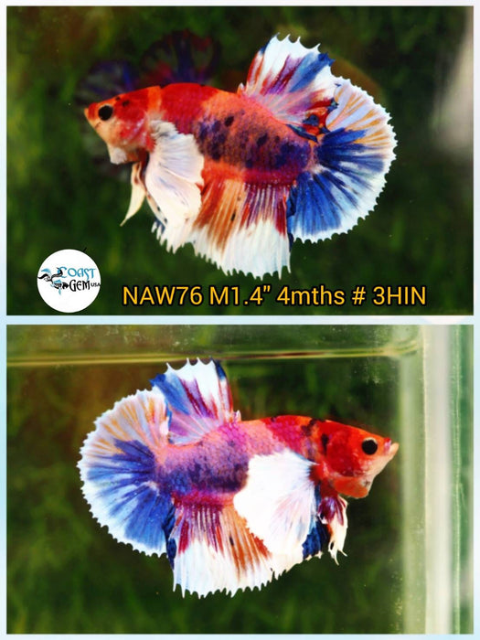 H Live Betta Fish Male Dumbo Plakat Candy Nemo Koi (NAW-76)