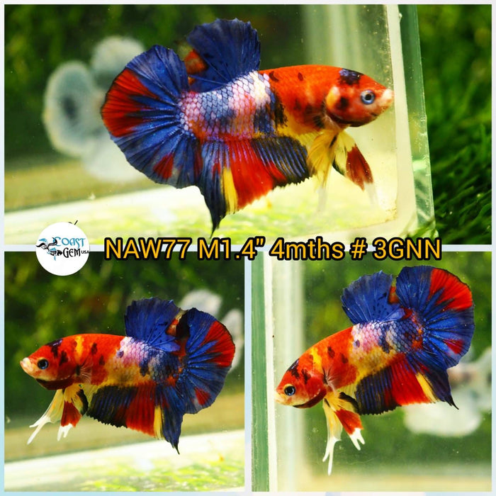 H Live Betta Fish Male Plakat Candy Koi Nemo (NAW-77)