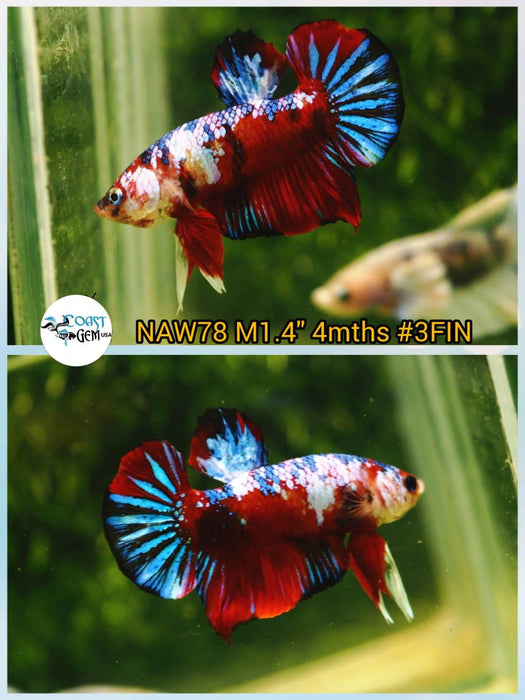 Live Betta Fish Male Plakat Red Galaxy Koi (NAW-78)