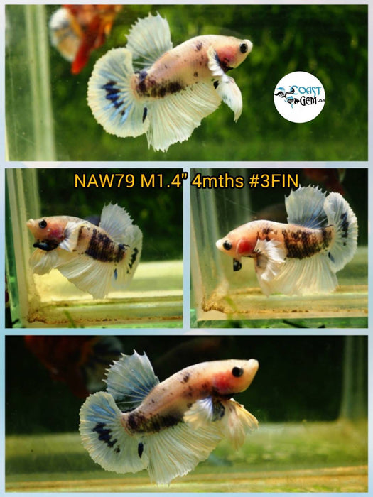 Live Betta Fish Male Dumbo Plakat Fancy Marble (NAW-79)