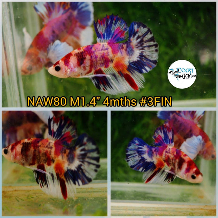 H Live Betta Fish Male Plakat Candy Nemo Koi (NAW-80)