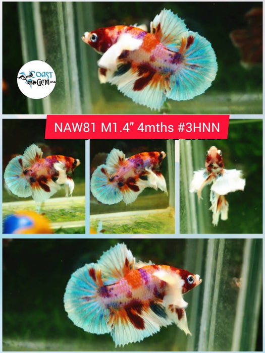 H Live Betta Fish Male Dumbo Plakat Candy Nemo Koi (NAW-81)