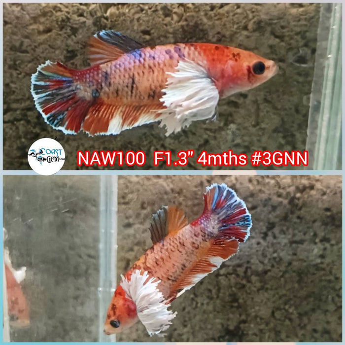 X Live Betta Fish Female Dumbo Plakat Candy (NAW-100)