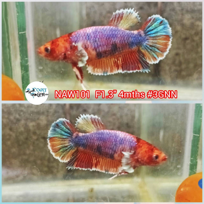 H Live Betta Fish Female Dumbo Plakat Candy (NAW-101)