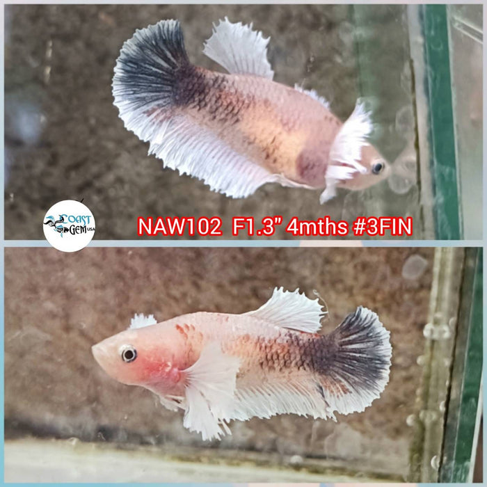 Live Betta Fish Female Dumbo Fancy (NAW-102)