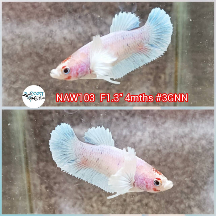 H Live Betta Fish Female Dumbo Fancy Marble (NAW-103)