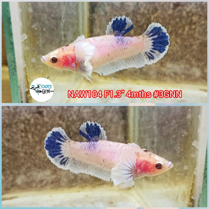 Live Betta Fish Female Dumbo Fancy Marble (NAW-104)