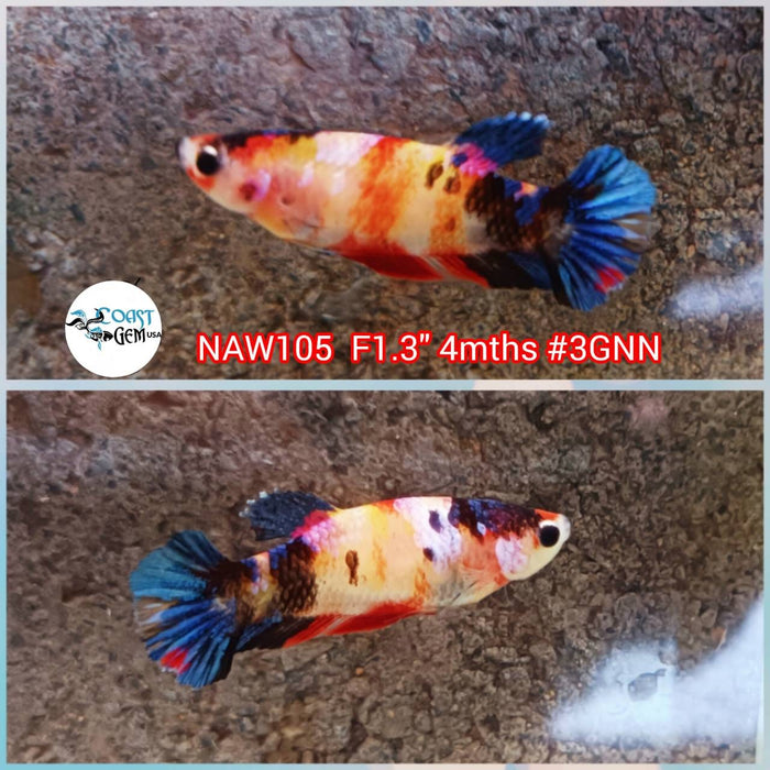 Live Betta Fish Female Plakat Nemo (NAW-105)