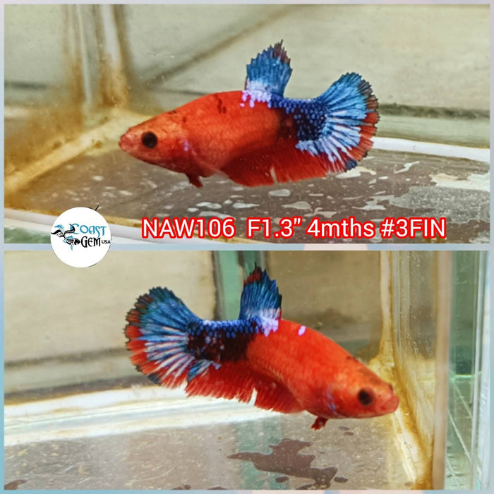 Live Betta Fish Female Plakat Hell Boy (NAW-106)