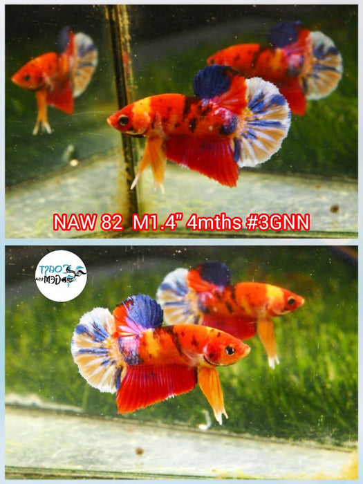 Live Betta Fish Male Plakat Nemo Koi (NAW-82)