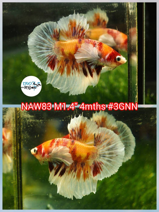 Live Betta Fish Male Dumbo Plakat Candy Nemo Koi (NAW-83)