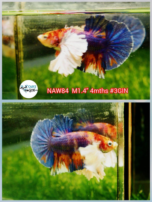 H Live Betta Fish Male Dumbo Plakat Candy Nemo Koi (NAW-84)