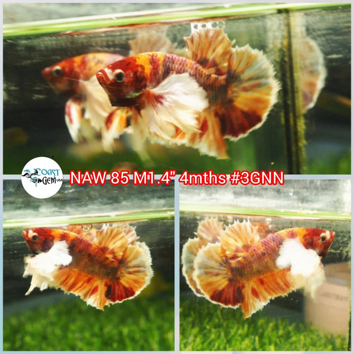 Live Betta Fish Male Dumbo Plakat Candy Nemo Koi (NAW-85)