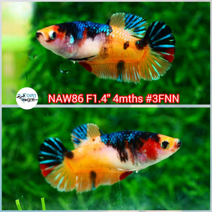 X Live Betta Fish Female Plakat Nemo Koi (NAW-86)