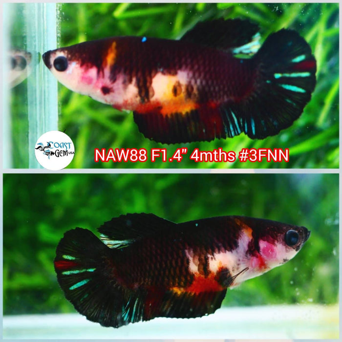 H Live Betta Fish Female Plakat Black Koi S274 (NAW-88)