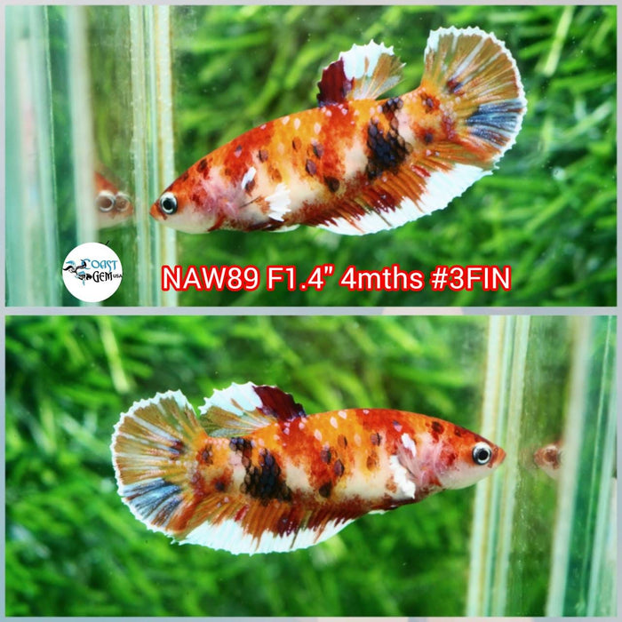 H Live Betta Fish Female Plakat Nemo Koi (NAW-89)