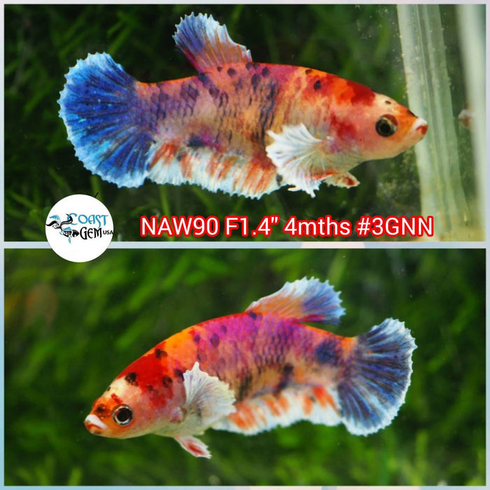 X Live Betta Fish Female Dumbo Plakat Candy Koi (NAW-90)