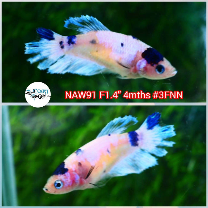 Live Betta Fish Female Plakat Fancy Marble (NAW-91)