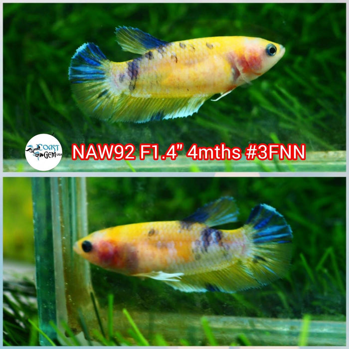 Live Betta Fish Female Plakat Yellow Koi S067(NAW-92)