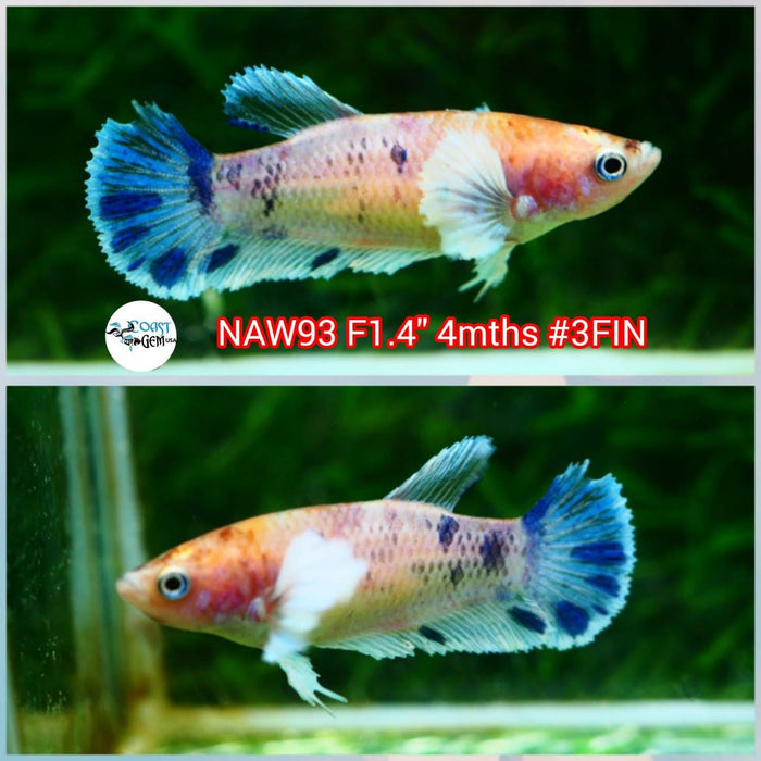 Live Betta Fish Female Dumbo Plakat Candy (NAW-93)